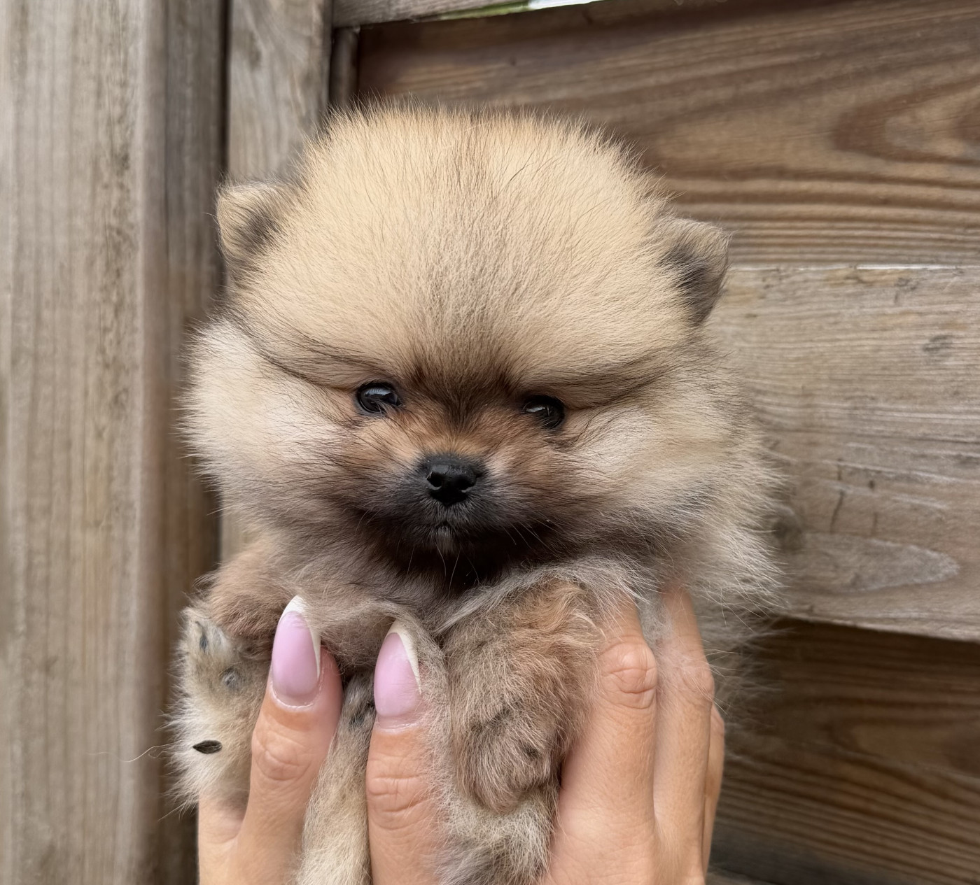 de l'Histoire Enchantée - Chiots disponibles - Spitz allemand