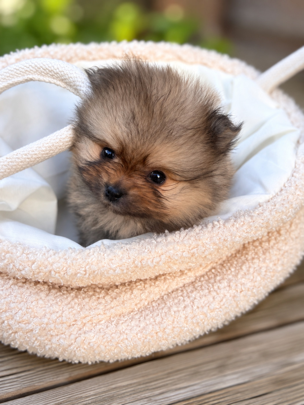 de l'Histoire Enchantée - Chiots disponibles - Spitz allemand