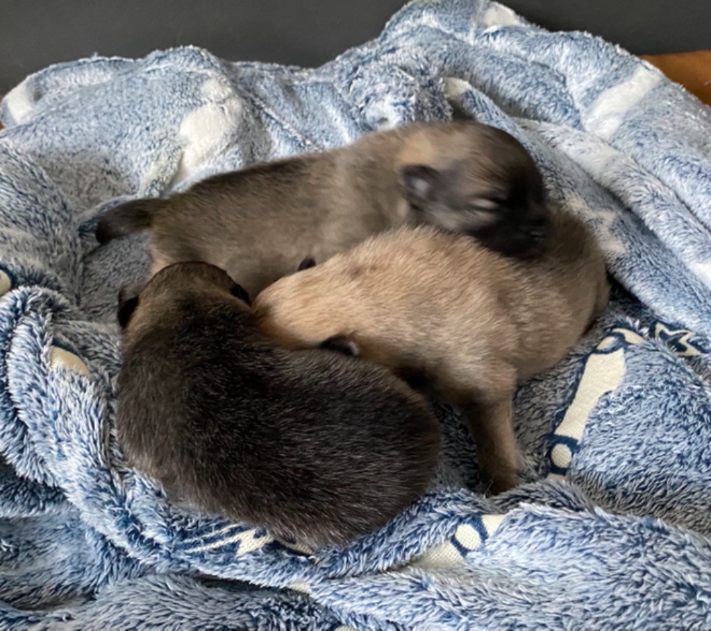 Chiot Spitz allemand de l'Histoire Enchantée